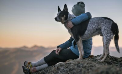 Como viajar con mascotas